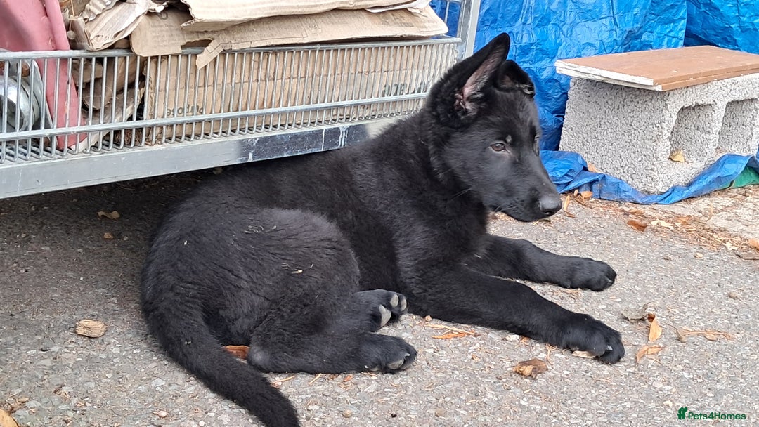 German Shepherd dogs for sale: KC reg German Shepherds, Loving family pups - Image 8