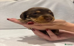 Dachshund dogs for sale: Dachshund puppies  - Image 17