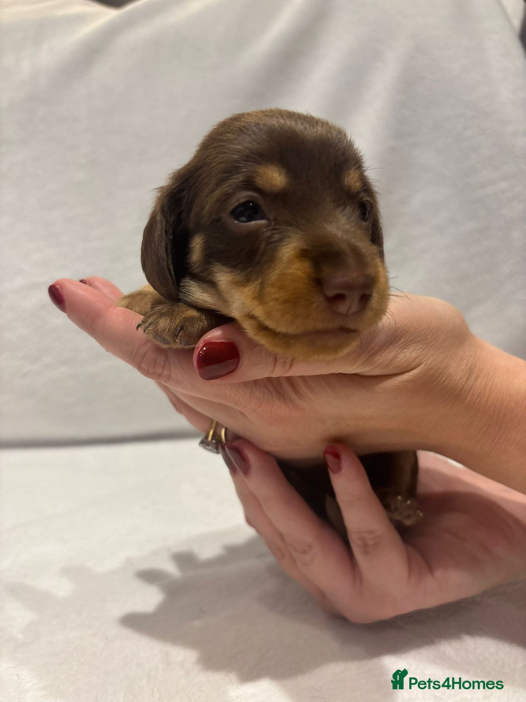 Dachshund dogs for sale: Dachshund puppies  - Image 17