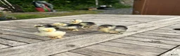 Chickens poultry for sale: PEKIN CHICKS - Advert 2