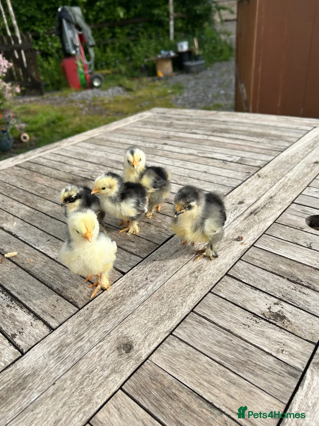 Chickens poultry for sale: PEKIN CHICKS - Advert 2