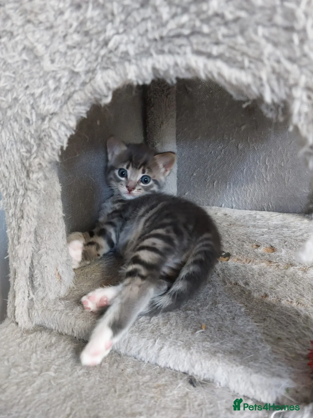 Mixed Breed cats for sale: 1 girl kitten left - Advert 3