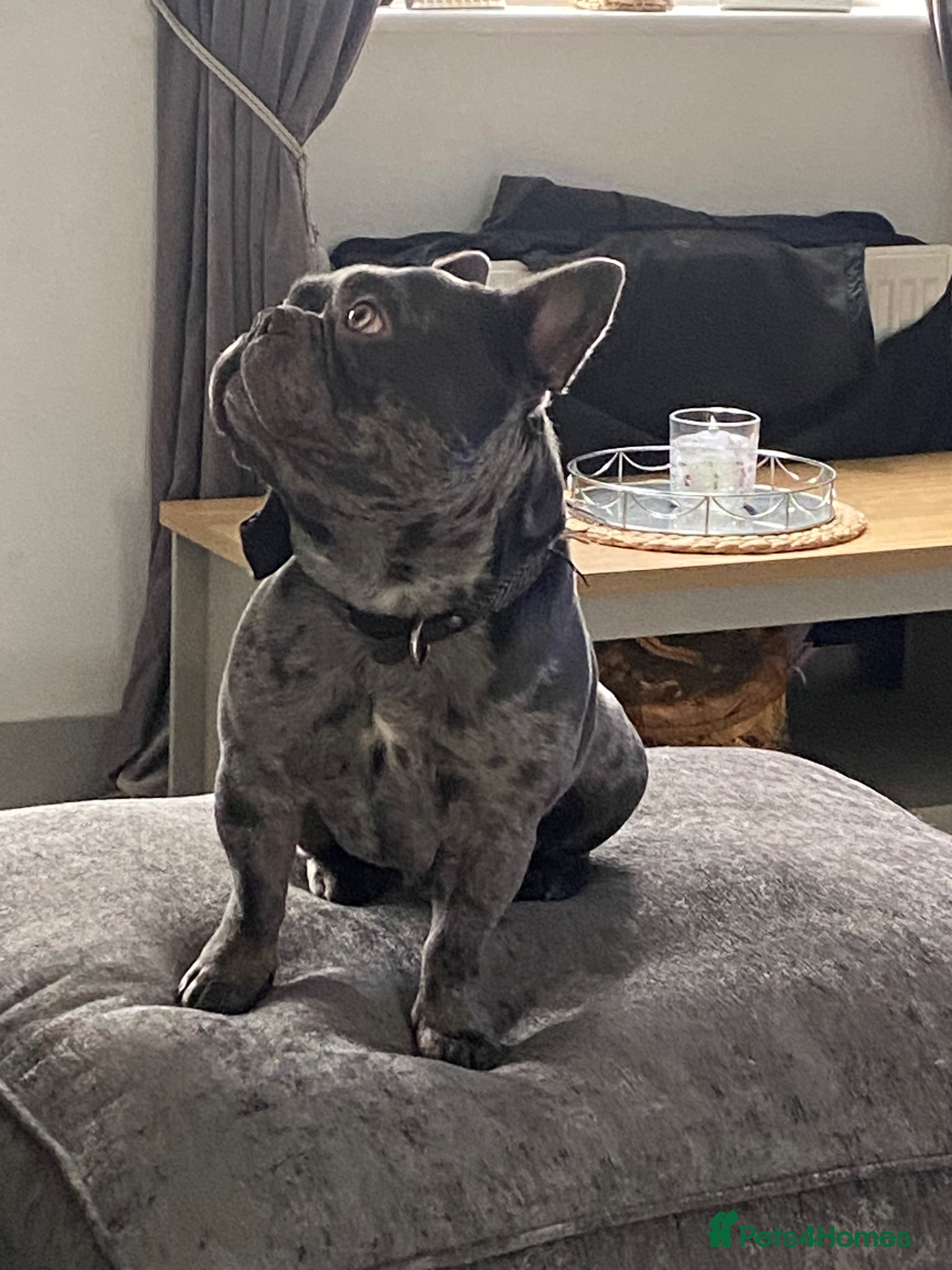 French Bulldog dogs Stunning proven merle frenchie for stud  - Advert 2