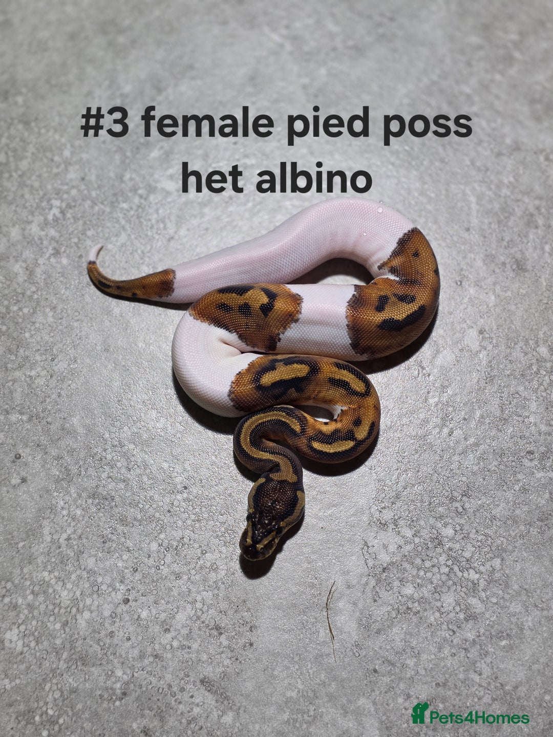 Python Snake reptiles for sale: Hatchling royal pythons  - Image 4