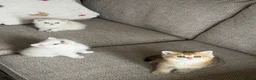 Scottish Fold cats for sale:  Beautiful Scottish Kittens  - Advert 4