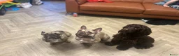 French Bulldog dogs for sale: 2 French bulldogs looking for a new home in Perth - Advert 8