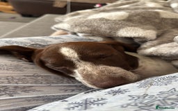 Mixed Breed dogs for sale: dachshund X cocker spaniel  - Image 4
