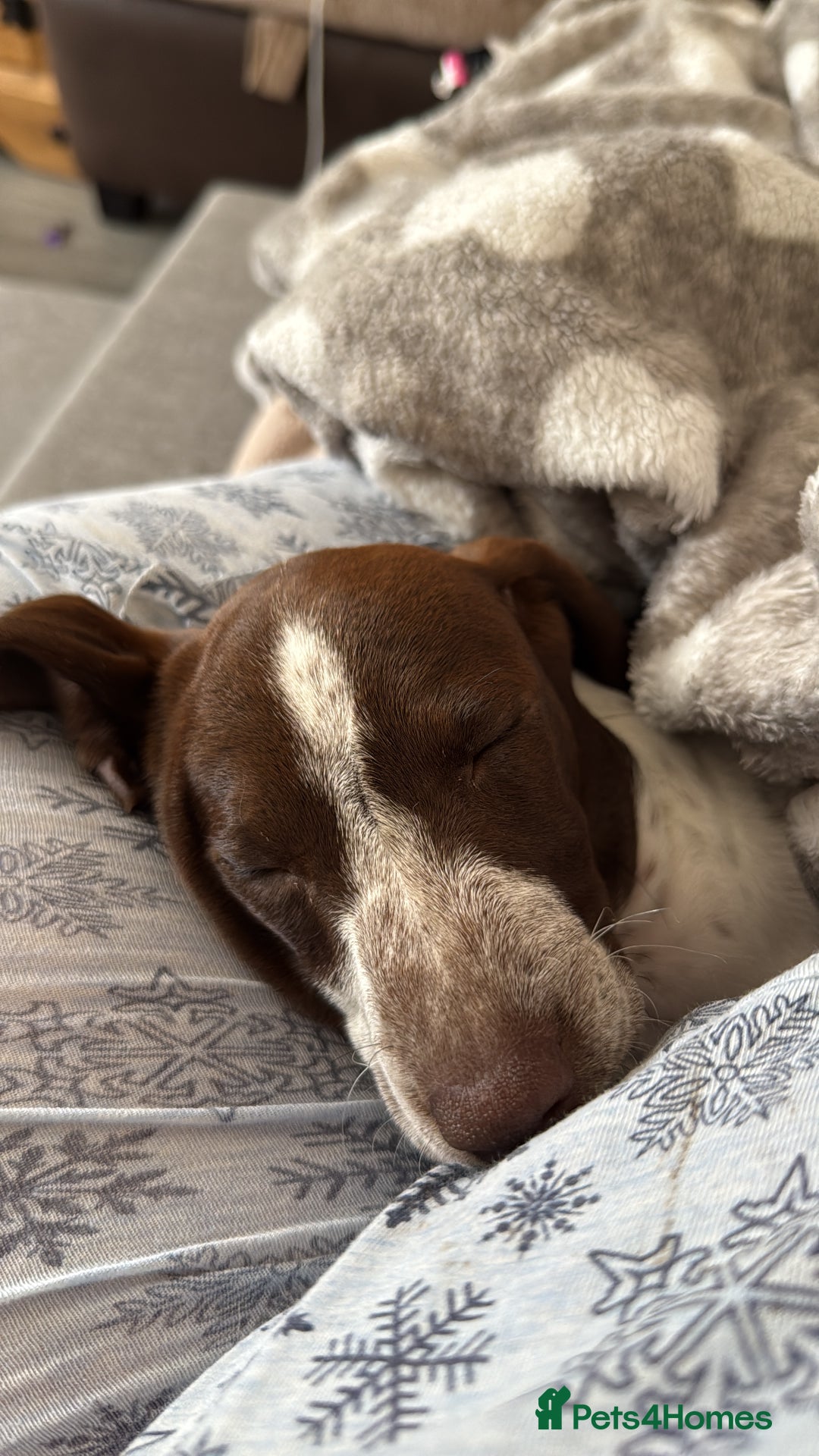 Mixed Breed dogs for sale: dachshund X cocker spaniel  - Image 4