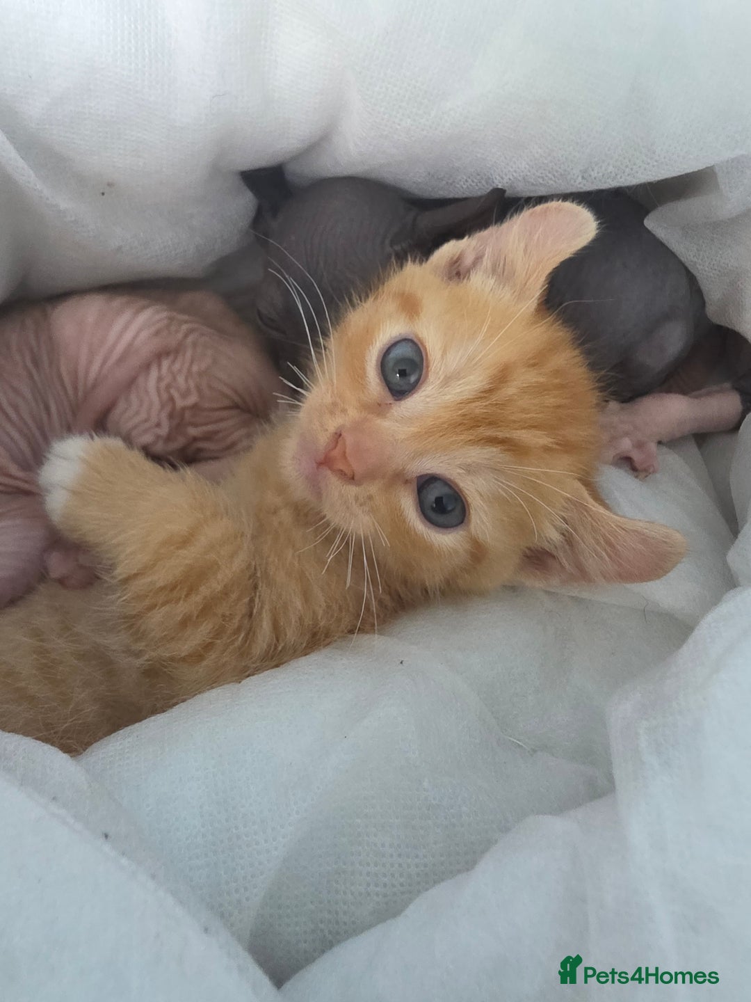 Sphynx cats for sale: Ginger Male Kitten Sphynx x Devon Rex Elf Mix in Hartlepool - Image 1