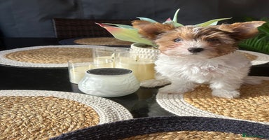 Yorkshire Terrier dogs Colourful Yorkshire terrier  - Advert 9