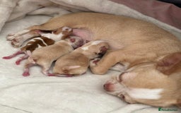 Chihuahua dogs for sale: Chihuahu Puppies - Image 16