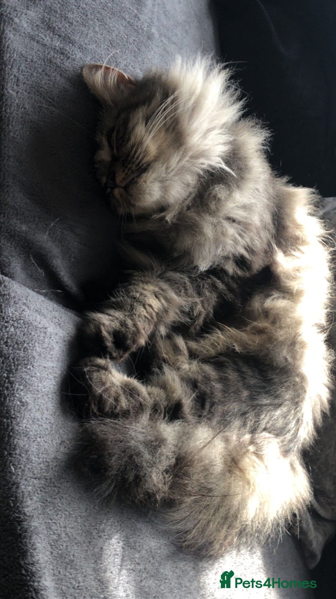 Persian cats for sale: Persian cat  - Image 2