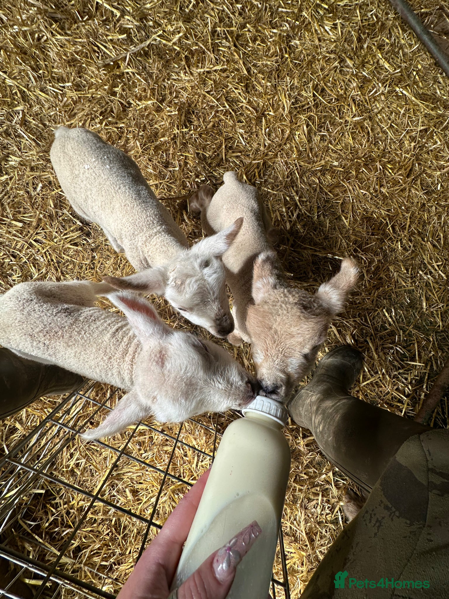 Sheep livestock Cade Lambs Commercial Cross Breeds  - Advert 1