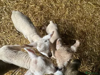 Sheep livestock Cade Lambs Commercial Cross Breeds - Advert 1