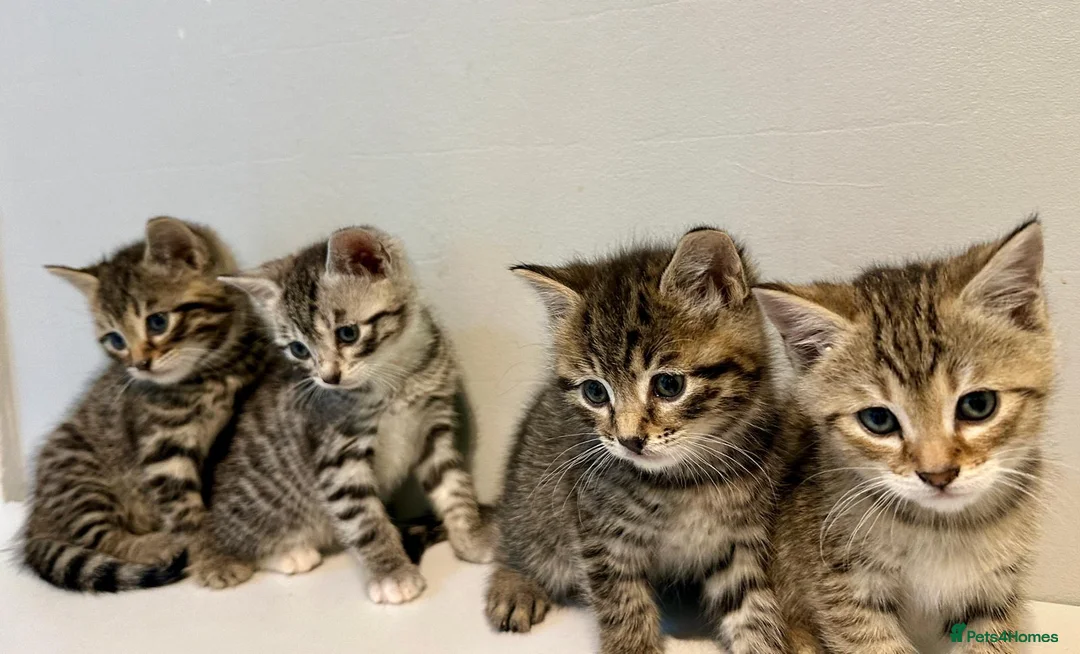 Bengal cats for sale: 4 bengal mix kittens  in London - Advert 11