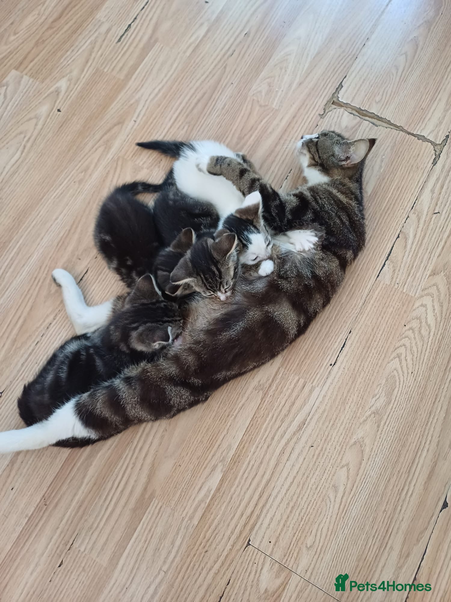 Mixed Breed cats 8 cute mixed breed kittens  - Advert 2