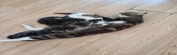 Mixed Breed cats for sale: 8 cute mixed breed kittens  - Advert 2