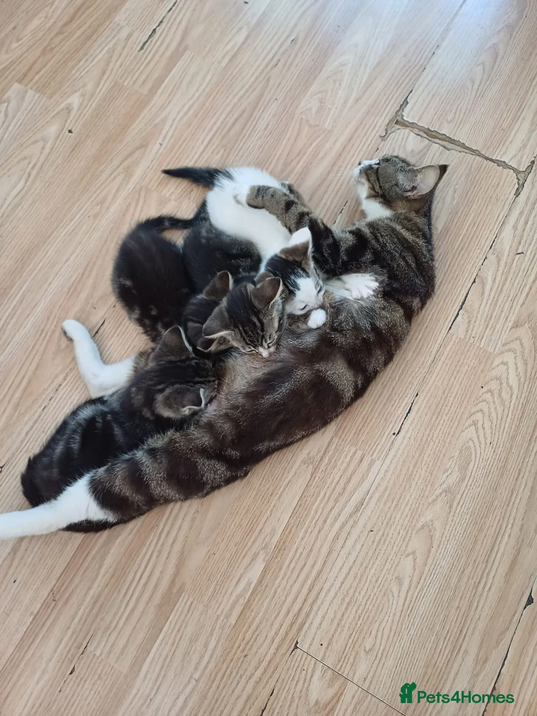 Mixed Breed cats for sale: 8 cute mixed breed kittens  - Advert 2