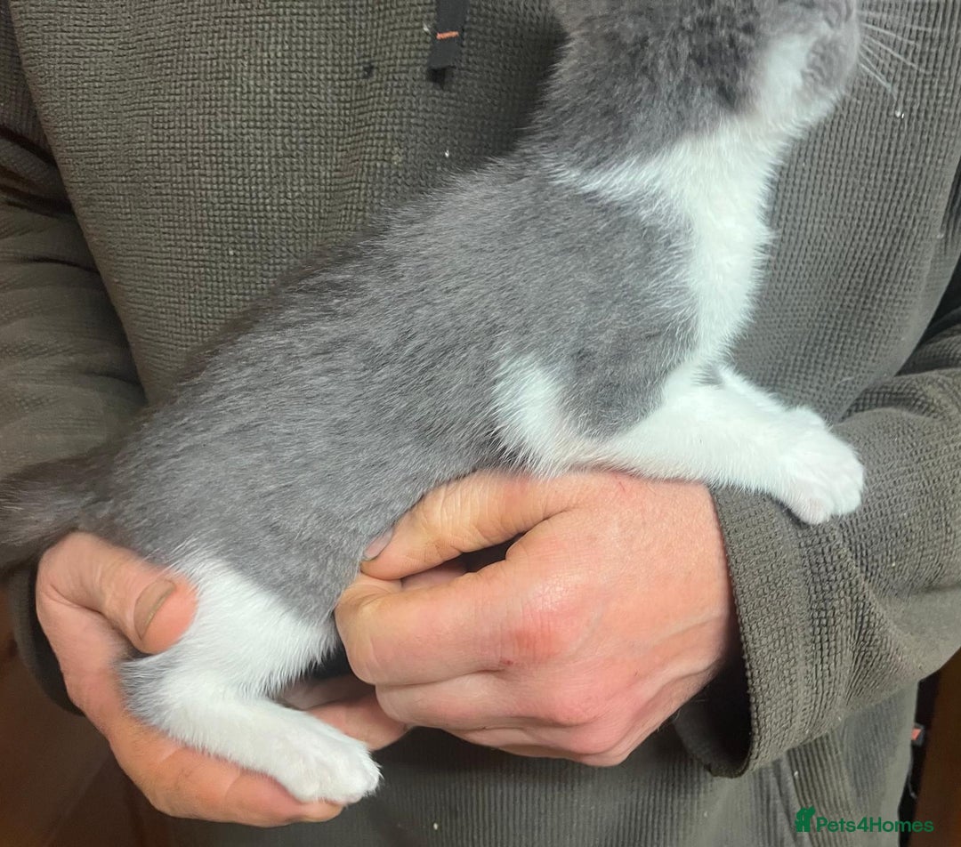 Mixed Breed cats for sale: Grey and white kittens ready now - Advert 14