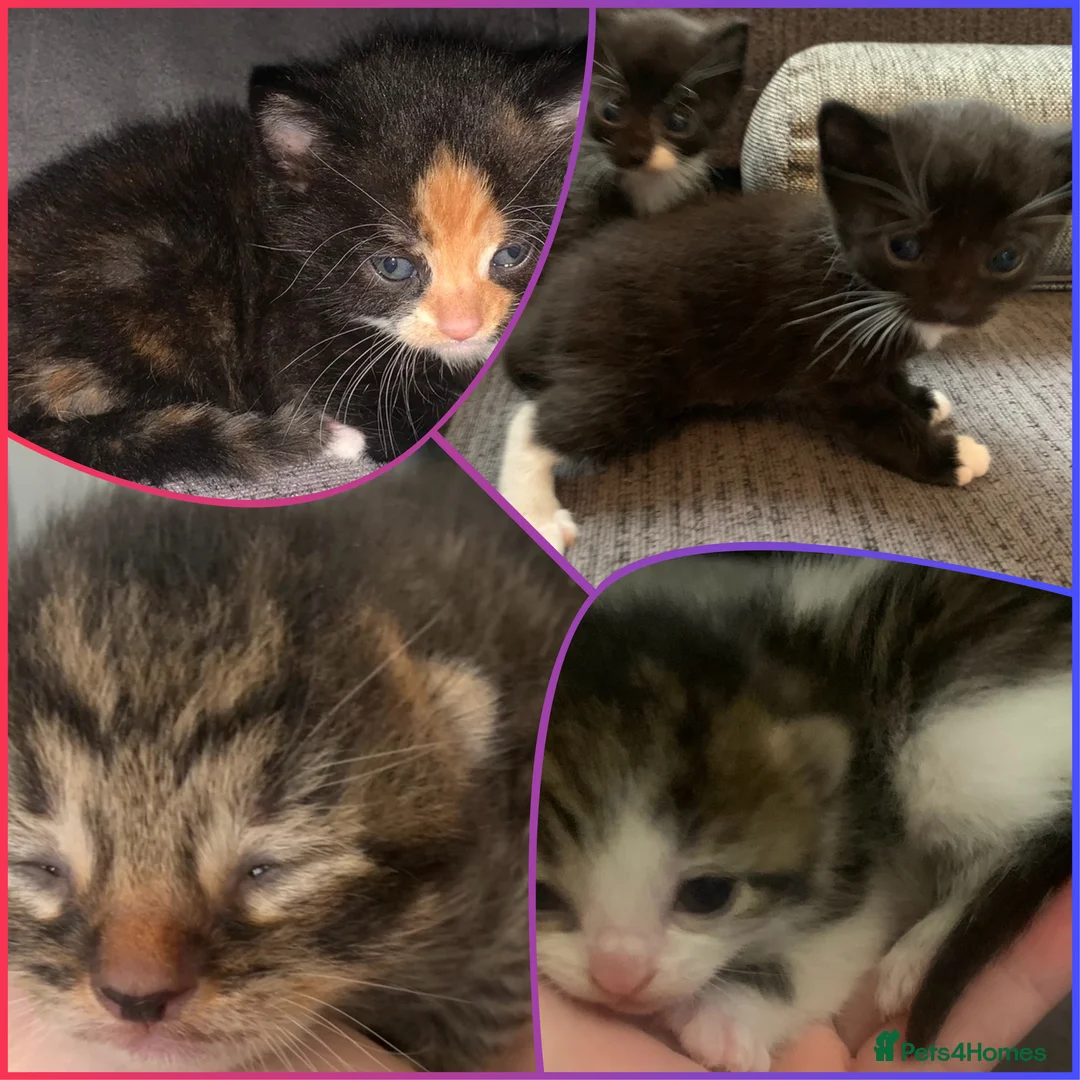Mixed Breed cats for sale: Mixed breed of kittens playful and friendly  - Advert 1