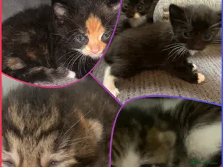 Mixed Breed cats Mixed breed of kittens playful and friendly - Advert 6