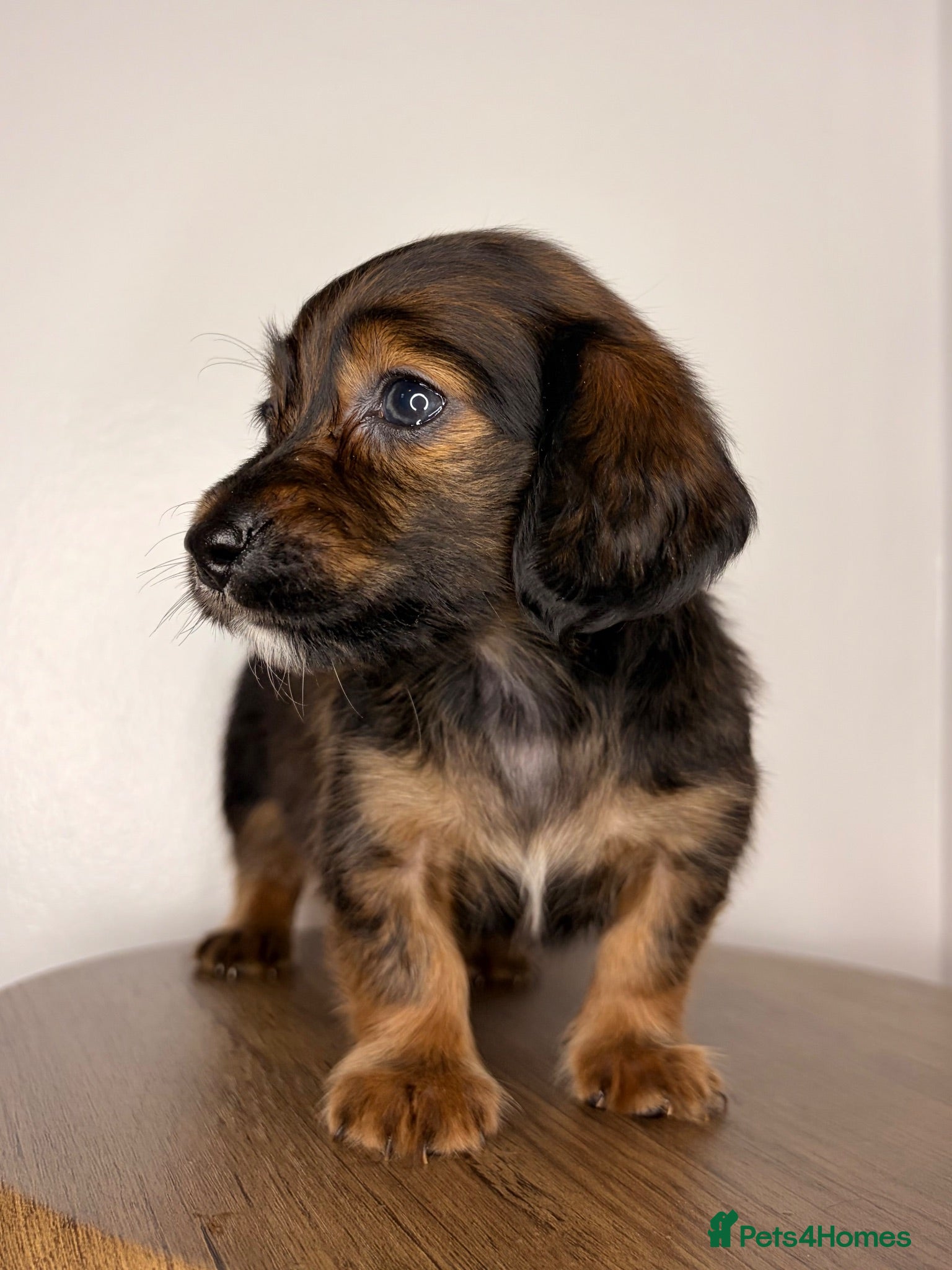 Miniature Dachshund dogs Reduced! KC Reg Longhaired Miniature Dachshunds  - Advert 17