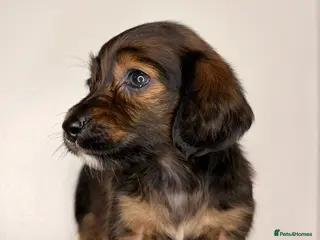 Miniature Dachshund dogs Reduced! KC Reg Longhaired Miniature Dachshunds - Advert 17