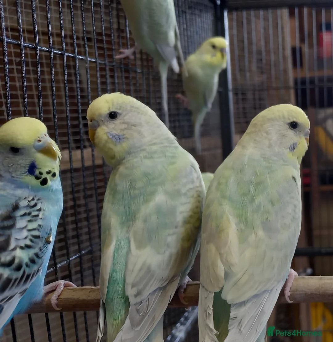 Budgerigars birds for sale: Budgies for sale - Advert 2