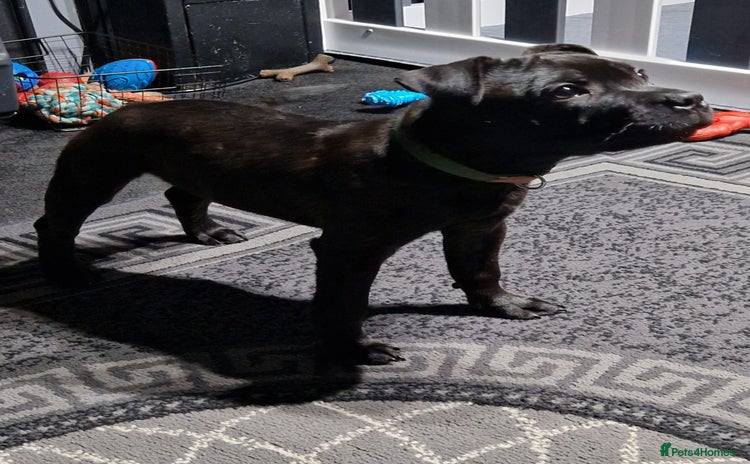 Staffordshire Bull Terrier dogs Black brindle staffordshire bull terrier male - Advert 16