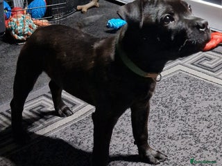 Staffordshire Bull Terrier dogs for sale: Black brindle staffordshire bull terrier male - Advert 1