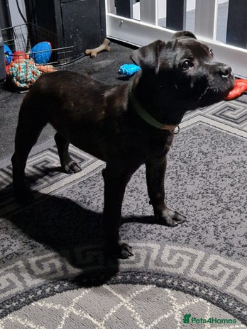 Staffordshire Bull Terrier dogs Black brindle staffordshire bull terrier male - Advert 1