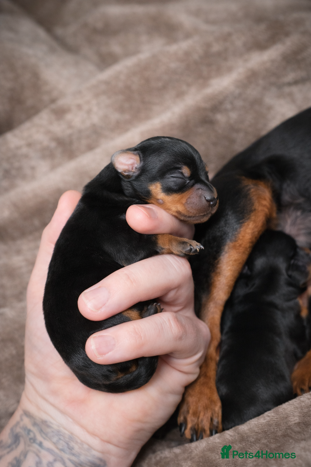 Miniature Pinscher dogs Beautiful Miniature Pinscher Puppies 2M 1F - Advert 2