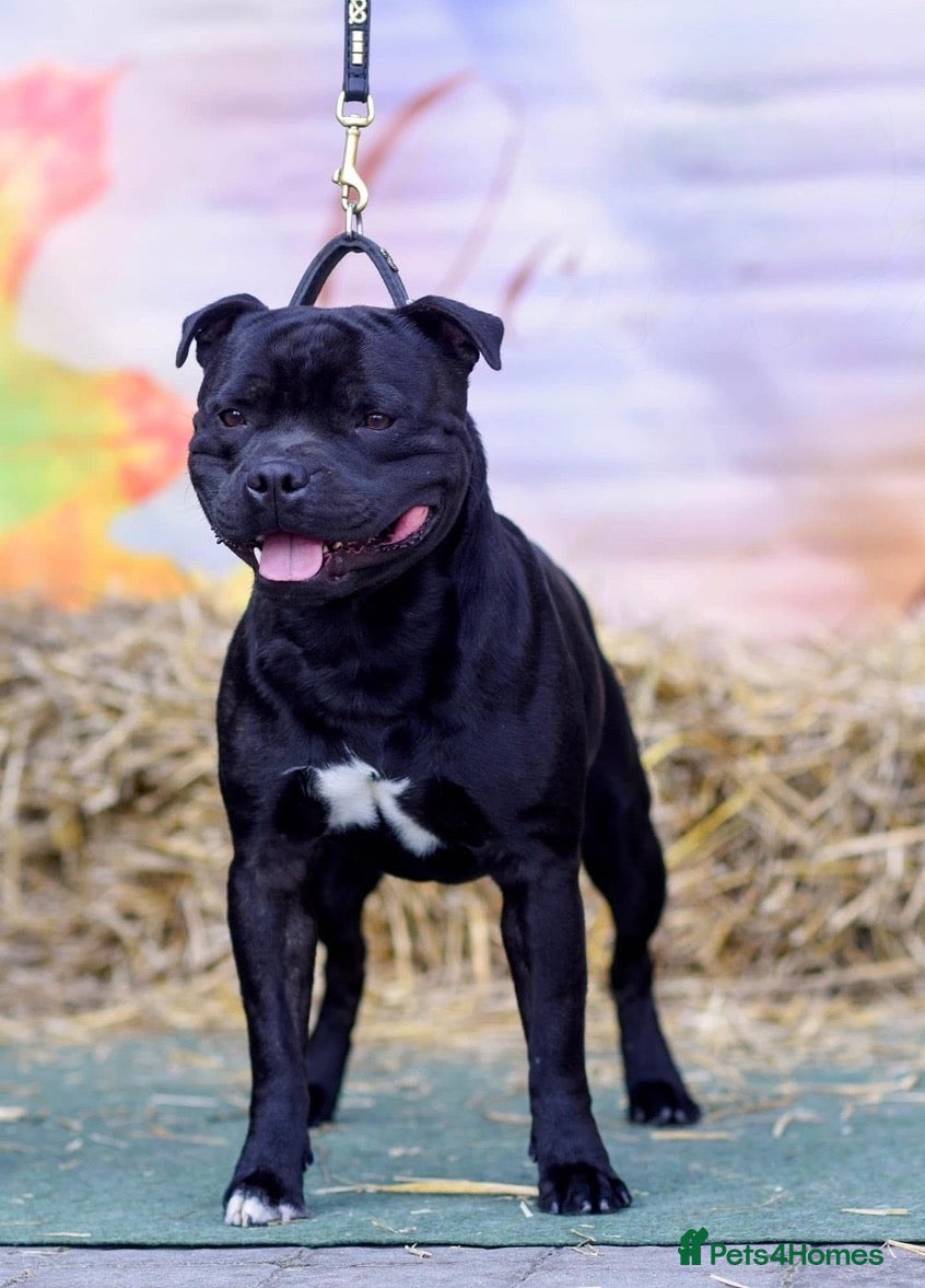 Staffordshire Bull Terrier dogs Billionaire Bill Staffordshire bull terrier stud  - Advert 6