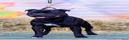 Staffordshire Bull Terrier dogs for stud: Billionaire Bill Staffordshire bull terrier stud  - Advert 1