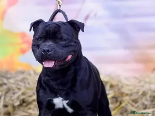Staffordshire Bull Terrier dogs Billionaire Bill Staffordshire bull terrier stud - Advert 6