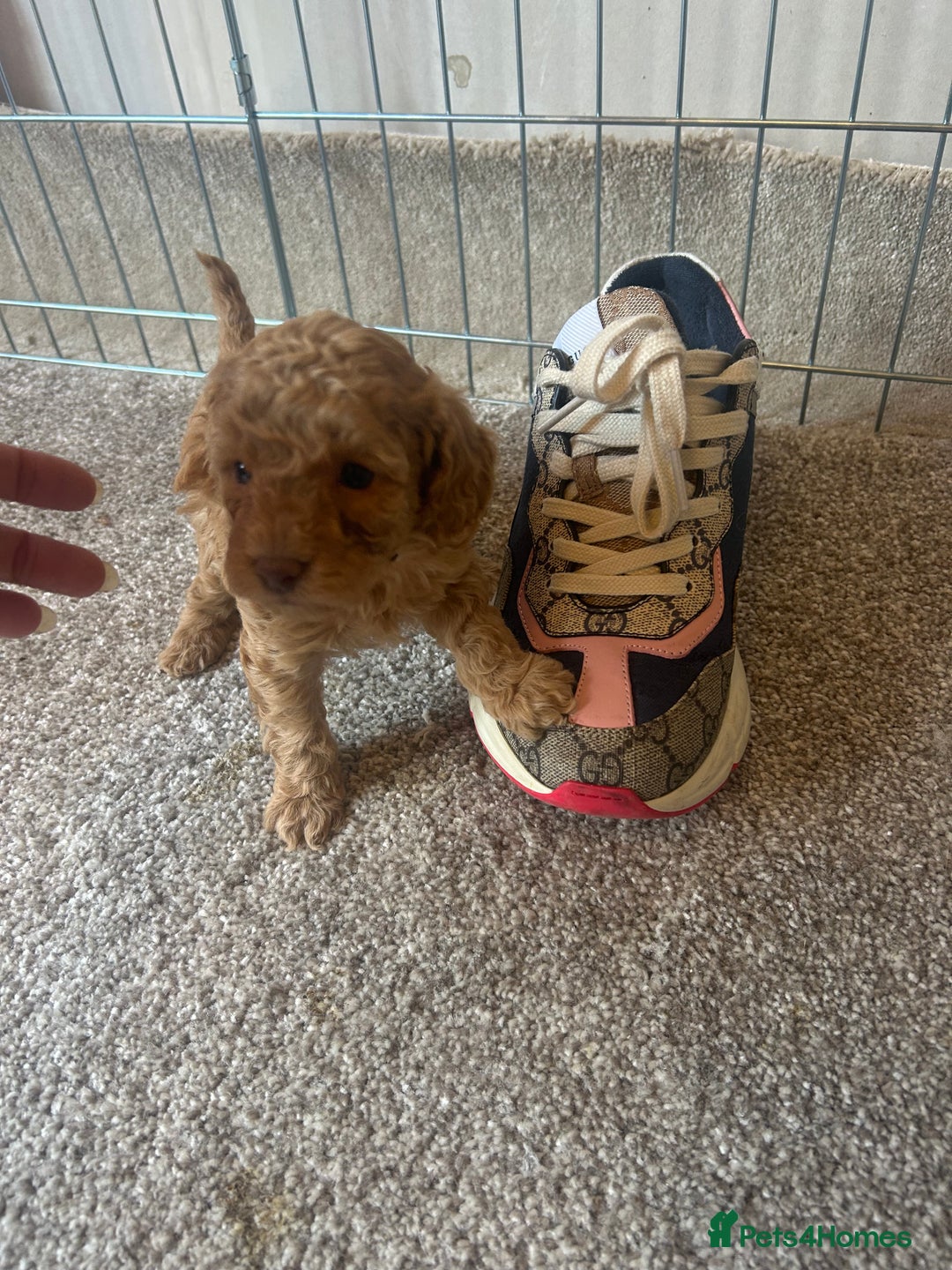 Toy Poodle dogs for sale: Toy poodle - Advert 3