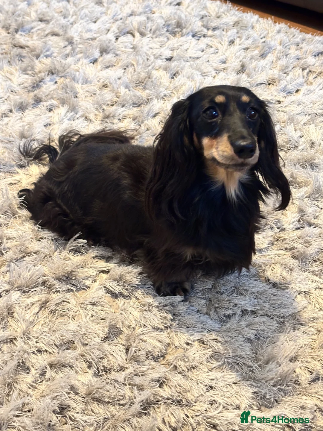 Miniature Dachshund dogs for sale: 💗 BEAUTIFUL ADULT MINIATURE DACHSHUND 💗 - Advert 5