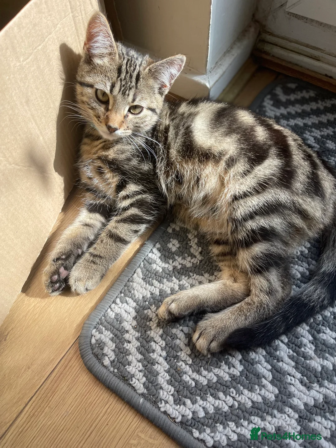 British Shorthair cats for sale: Tabby kitten  - Advert 4