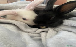 Mini Lion Lop rabbits for sale: 2 beautiful bunnies - Image 1