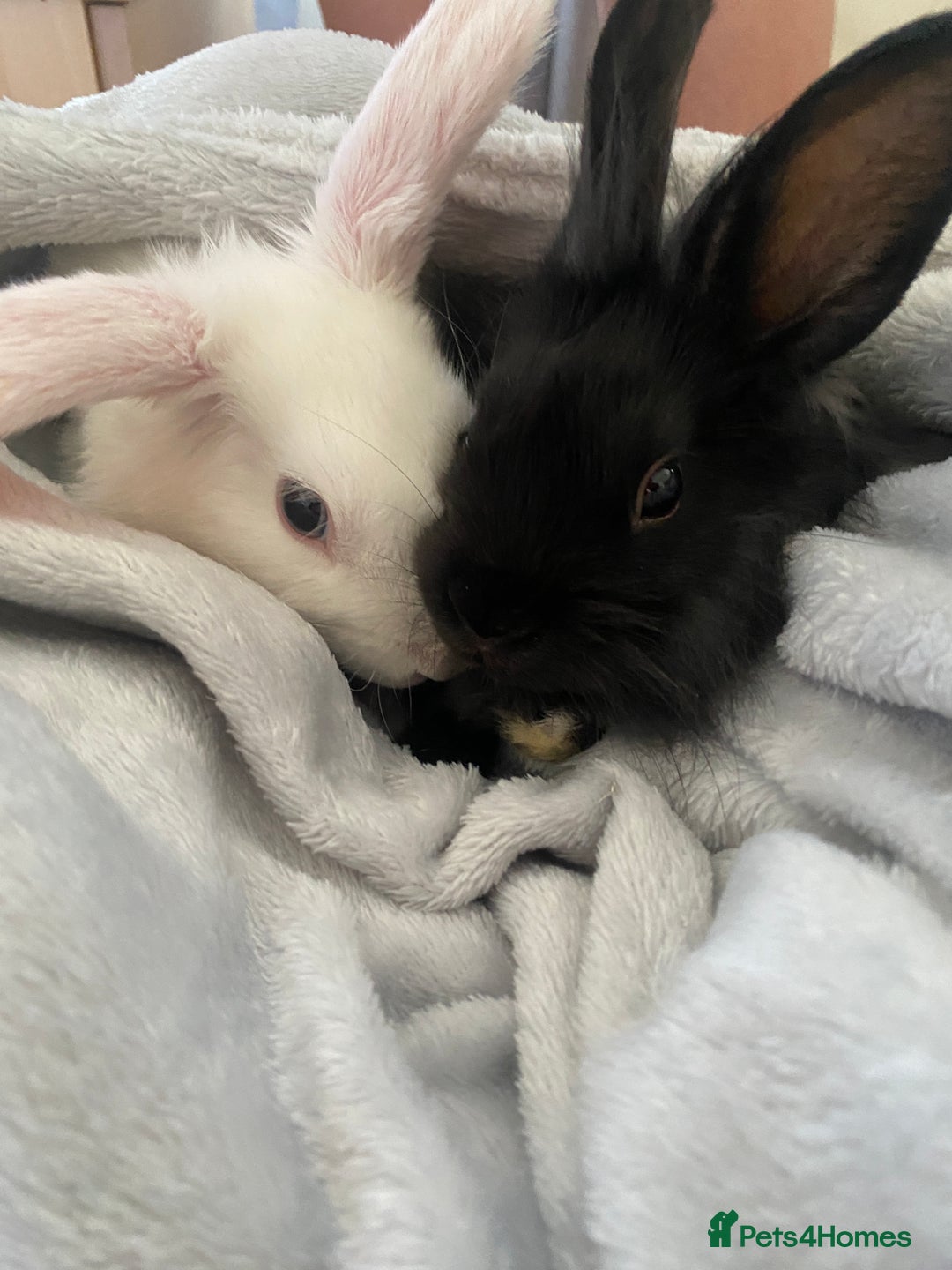Mini Lion Lop rabbits for sale: 2 beautiful bunnies - Image 1