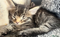 Egyptian Mau cats for sale: Egyptian mau x - Image 4