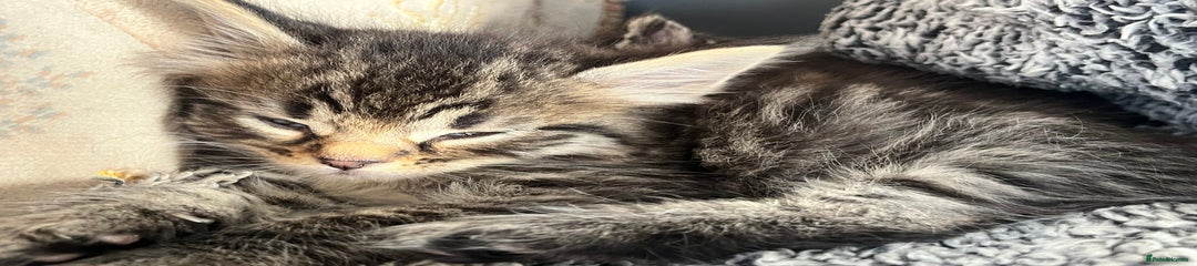 Egyptian Mau Kitten 4