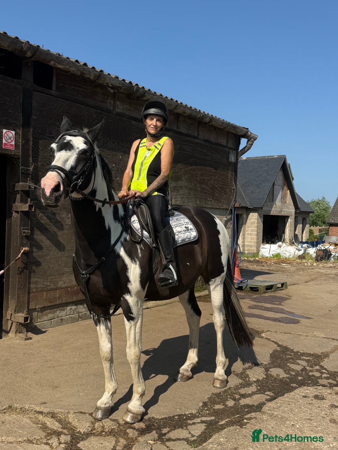 Holstein horses for sale: Fantastic veteran family horse  - Advert 11
