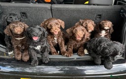 Portuguese Water Dog dogs for sale: Portuguese Water Dog puppies for sale in Oakham - Image 1