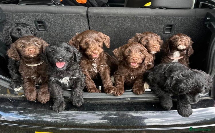 Portuguese Water Dog dogs in Oakham - Advert 1