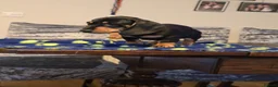 Dachshund dogs for sale: Beautiful short hair dachshund puppies in Bournemouth - Advert 10