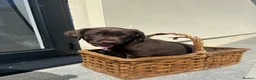 Springador dogs for sale: Beautiful Springador Puppies in Carmarthen - Advert 6