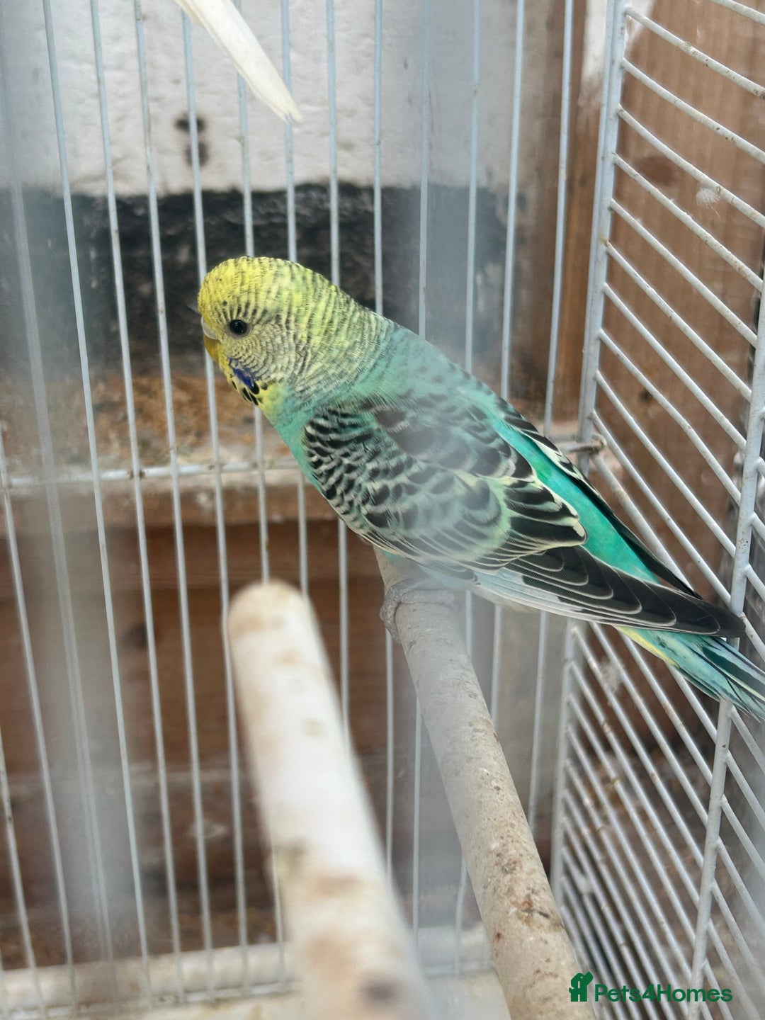 Budgerigars birds for sale: Budgies need gone  - Image 3