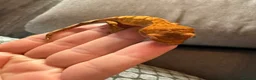 Gecko reptiles for sale: Crested Gecko - Advert 7
