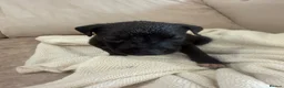 Mixed Breed dogs for sale: Bull hound puppies in London - Advert 5